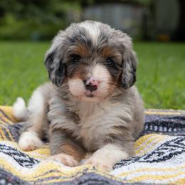 Valka - Blue merle female Aussiedoodle puppy in Mountain Home, Arkansas from Amos and Oak Doodles
