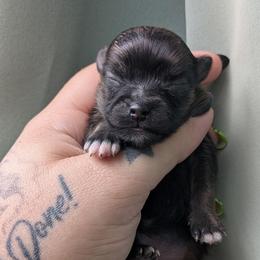 Gene - Orange sable male Pomeranian puppy in Utah from Pop Off Poms & Chis