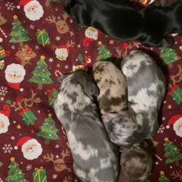 Eve - Dapple female Dachshund puppy in Buckeye, Arizona from Duran Dachshunds