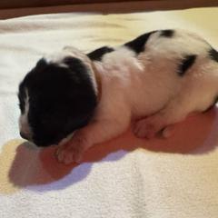 Girl 1 - female Karakachan puppy in Franklin, Pennsylvania from Harvest Plantation