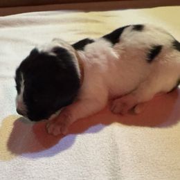 Girl 1 - female Karakachan puppy in Franklin, Pennsylvania from Harvest Plantation