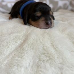 Coyote - Black and cream male Dachshund puppy in Morristown, Tennessee from Hillside Hounds