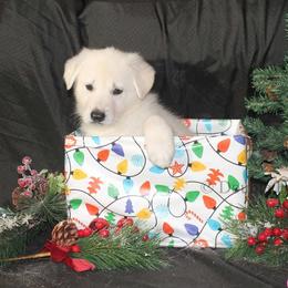 Light Pink girl - White female German Shepherd puppy in Bexar County, Texas from Scenic Creek German Shepherds and White Swiss Shepherds