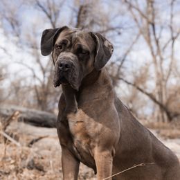 Keila - Cane Corso