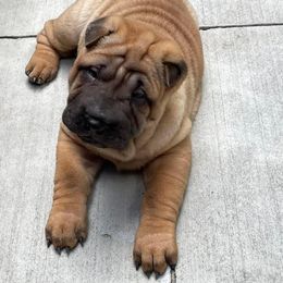 Chinese Shar-Pei Puppies from Sunspire Shar-Pei