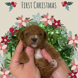 Turkey - Red male Cavapoo puppy in Chattanooga, Tennessee from Scenic City Doodles