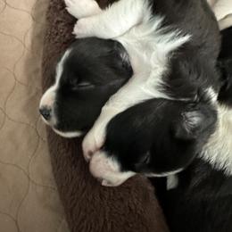 Border Collie Puppies from Roaring River Border Collies
