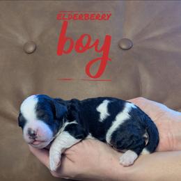 Elderberry - Black and white male Bernedoodle puppy in Cambridge, Minnesota from Country Meadow Doodles