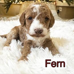 Fern - Red and white female Cockapoo puppy in Peoria, Arizona from Cactus Doods