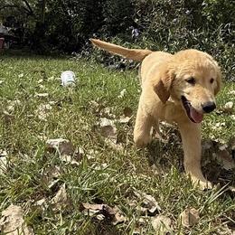Pecan Orchard's Houston Astro - Golden male Golden Retriever puppy in Pearland, Texas from Pecan Orchard Goldens