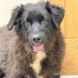 Shadow - Black & white male Australian Shepherd puppy in Mineral Wells, Texas from A6 Australian Shepards
