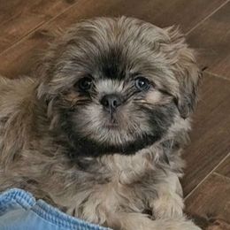 Cindy - Blue female Shih Tzu puppy in Victorville, California from RUMBLE n TUMBLE