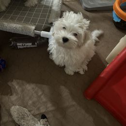 Havanese and Poodle Puppies from Lone Tree Havanese