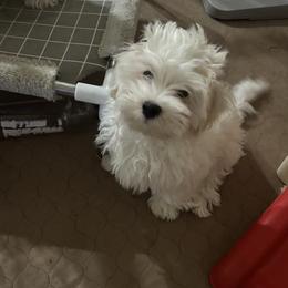Havanese and Poodle Puppies from Lone Tree Havanese