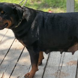 Rottweilers from Vom haus Ferguson Rottweilers