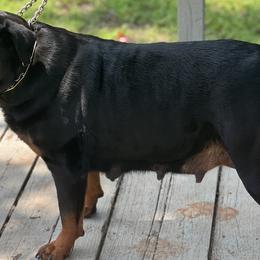 Rottweilers from Vom haus Ferguson Rottweilers