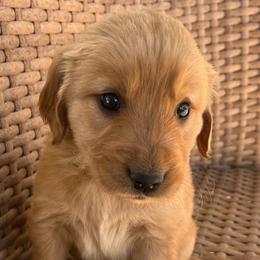 Mango - Golden male Golden Retriever puppy in Farmington, Utah from Golden Haven Doodles