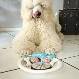 Poodle Puppies from Ocala Standard Poodles