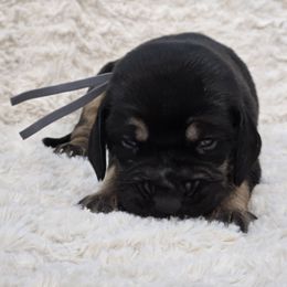 Grey Collar - Black and tan male Bloodhound puppy in Gillette, Wyoming from Whispering Winds Homestead 307