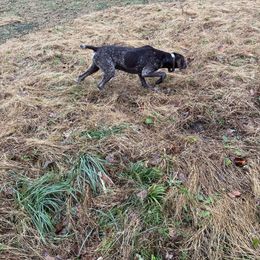 Maverick - German Shorthaired Pointer