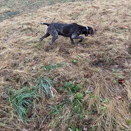 Maverick - German Shorthaired Pointer