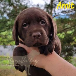 Amit - yellow collar - Chocolate Labrador Retriever puppy in Huntingdon, Pennsylvania from Stone Valley Labrador Retrievers