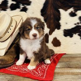 'Brianna' - Red tri-color female Australian Shepherd puppy in Durand, Wisconsin from Larson’s Legacy Aussome Aussie Kennels