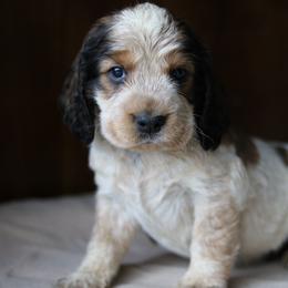 Cloyd - Tri-Roan male English Springer Spaniel puppy in Robesonia, Pennsylvania from Rogue Mountain Manor