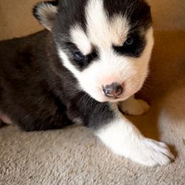 Atlas - Black and white male Siberian Husky puppy in Grant City, Missouri from Timberline Paws