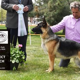 Sami - German Shepherd