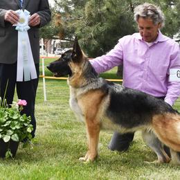 Sami - German Shepherd