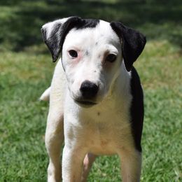 Frankie - Tri-color male Jack Russell Terrier puppy in Menifee, California from Wendover Terriers
