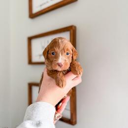 Tinselwood - Red  female Goldendoodle puppy in Greencastle, Indiana from Willow & Co.