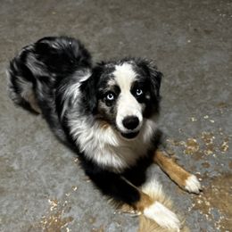 Miniature Australian Shepherd Puppies from Windy River Mini Aussie