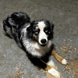 Miniature Australian Shepherd Puppies from Windy River Mini Aussie