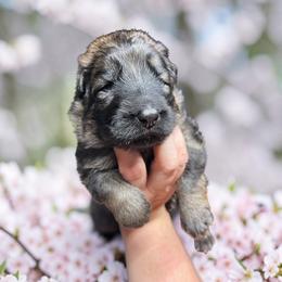 Opal - Sable female German Shepherd puppy in Oakland, Oregon from VHM German Shepherds