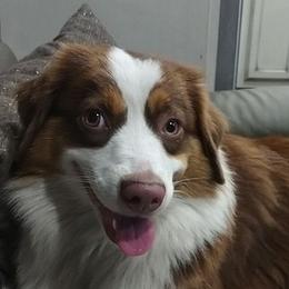 Kita - Miniature American Shepherd
