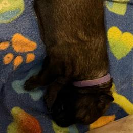 Veronica - Sable female German Shepherd puppy in Winterport, Maine from Vom Stevens Old Fashioned German Shepherds