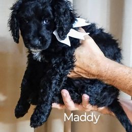 Bernedoodle Puppies from Doodles Divine Michigan