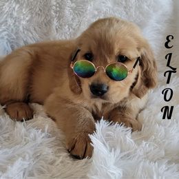 Golden Retriever Puppies from PDA Goldens