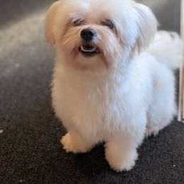 Blizzard - Maltese