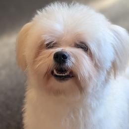 Blizzard - Maltese