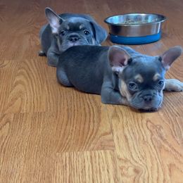 French Bulldog Puppies from Uptop Bulls Kennel