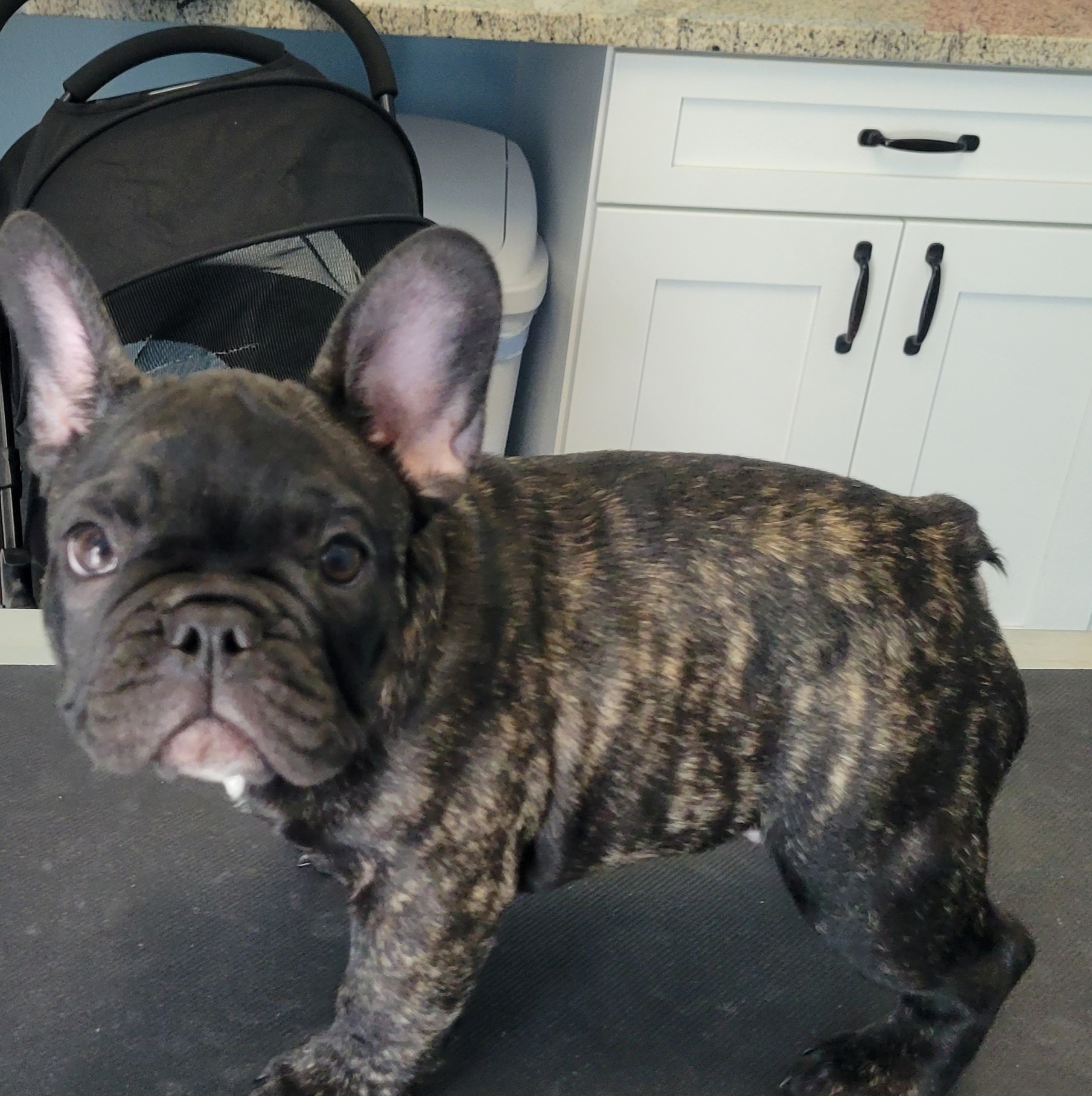Theo - Brindle French Bulldog puppy in Ocala, Florida from Southern Classic French Bulldog of Florida
