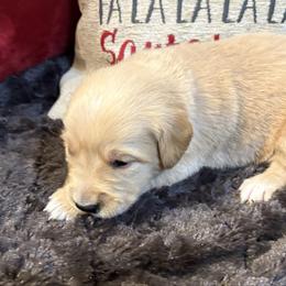 Benny - Light golden male Golden Retriever puppy in Seville, Ohio from Retriever Ranch