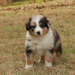 Affogato - Australian Shepherd puppy from Silverbrook Australian Shepherds