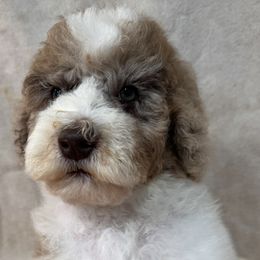 Elvis - Parti male Goldendoodle puppy in Afton, Oklahoma from C5 Doodles