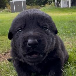 Destroya - Bi-color female German Shepherd puppy in Salem, Ohio from von den Kilöff Working German Shepherds