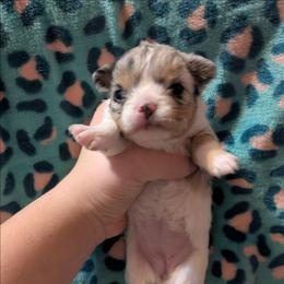 Mercedes - Merle female Chihuahua puppy in Amity, Pennsylvania from Baxters Chihuahuas