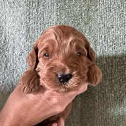 Hadley - Red  female Goldendoodle puppy in Tonopah, Arizona from DJ’s Doodles